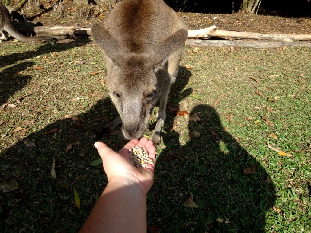 Hand feeding Kangaroo's at the Australia zoo in Brisbane Australia. Hand feeding Kangaroo’s at the Australia zoo in Brisbane Australia.