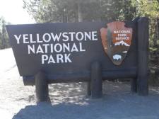 Yellowstone Darla 1