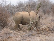 Rhino in Africa