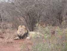 Lion in Aftica