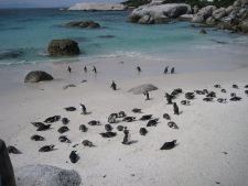 Africa Penguins