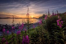 Another beautiful sunset on Baranof Island. The fireweed starting to flower is the unofficial countdown to our first snowfall. It can snow at any time once the blooms reach the top of the freweed stem